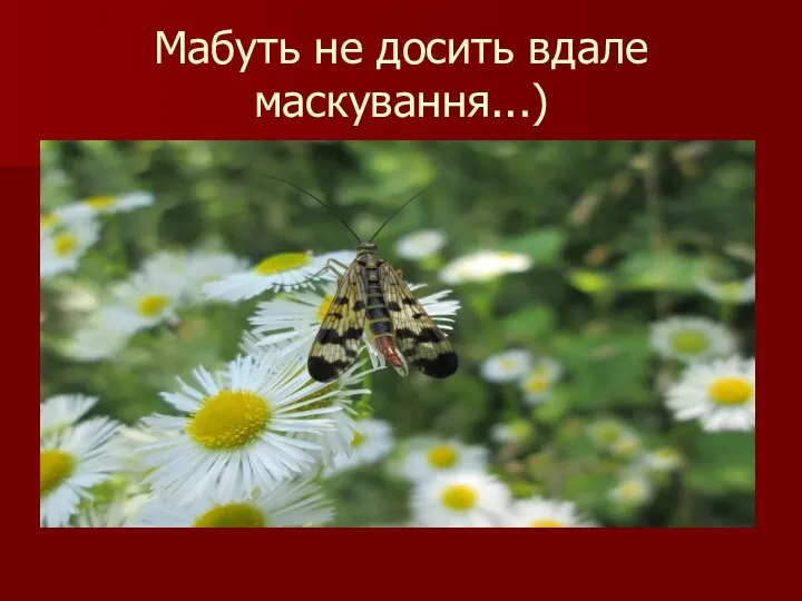 Мабуть не досить вдале маскування...)