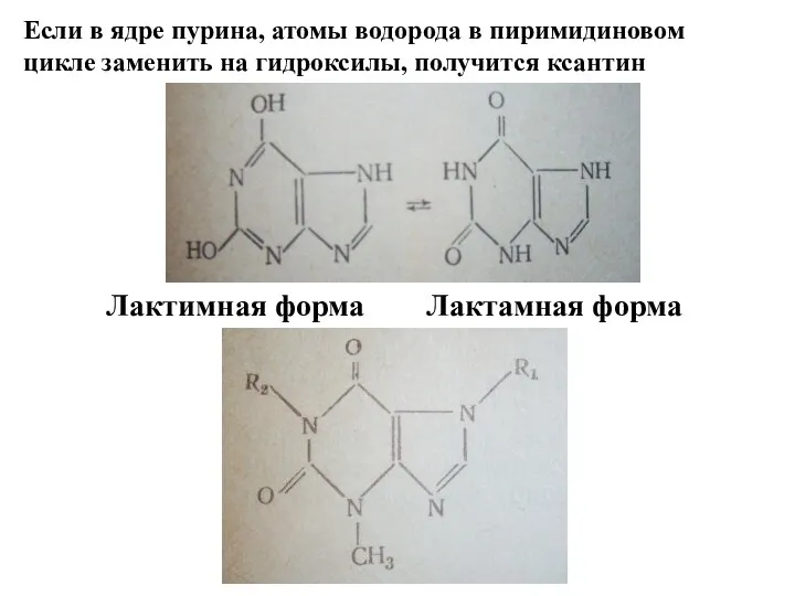 Если в ядре пурина, атомы водорода в пиримидиновом цикле заменить на