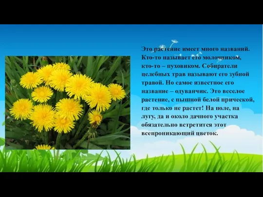 Это растение имеет много названий. Кто-то называет его молочником, кто-то –