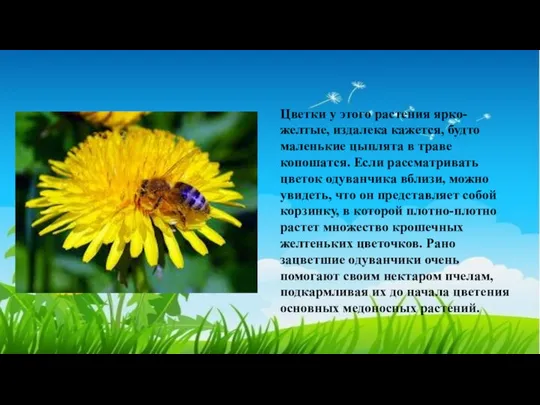 Цветки у этого растения ярко-желтые, издалека кажется, будто маленькие цыплята в