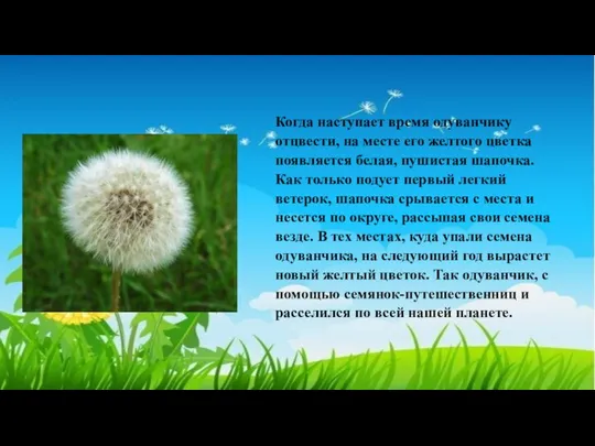 Когда наступает время одуванчику отцвести, на месте его желтого цветка появляется