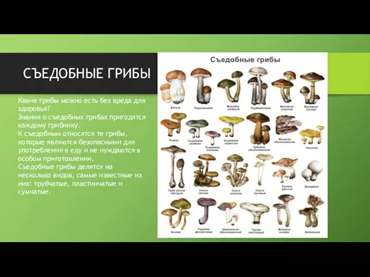 СЪЕДОБНЫЕ ГРИБЫ Какие грибы можно есть без вреда для здоровья? Знания