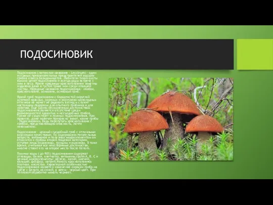 ПОДОСИНОВИК Подосиновик (латинское название – Leccinum) – один из самых привлекательных