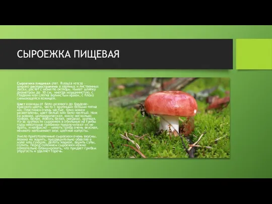 СЫРОЕЖКА ПИЩЕВАЯ Сыроежка пищевая (лат. Russula vesca) – широко распространена в