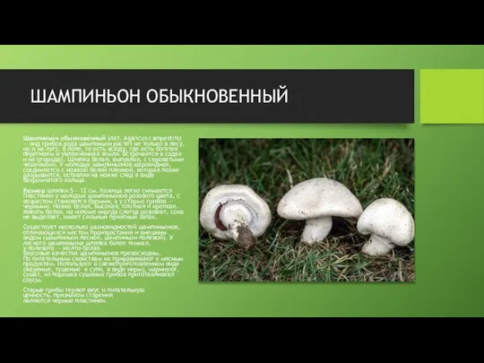 ШАМПИНЬОН ОБЫКНОВЕННЫЙ Шампиньо́н обыкнове́нный (лат. Agaricus campestris) — вид грибов рода