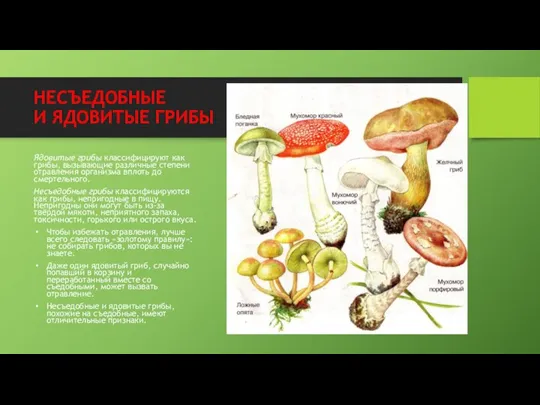 НЕСЪЕДОБНЫЕ И ЯДОВИТЫЕ ГРИБЫ Ядовитые грибы классифицируют как грибы, вызывающие различные