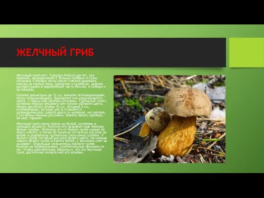 ЖЕЛЧНЫЙ ГРИБ Желчный гриб (лат. Tylopilus felleus) растет, как правило, одновременно