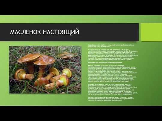 МАСЛЕНОК НАСТОЯЩИЙ Маслёнок (лат. Suillus) — род трубчатых грибов семейства Болетовые