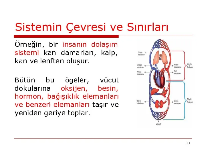 Sistemin Çevresi ve Sınırları Örneğin, bir insanın dolaşım sistemi kan damarları,