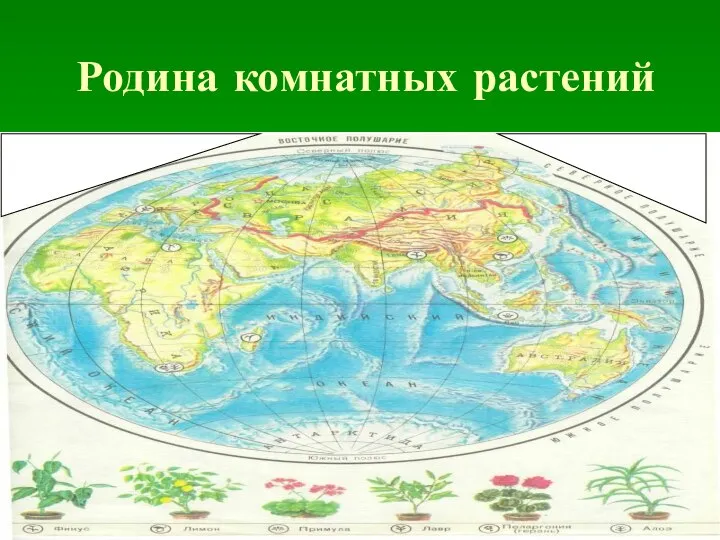 Родина комнатных растений