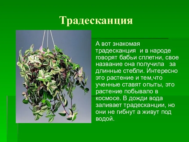 Традесканция А вот знакомая традесканция и в народе говорят бабьи сплетни,