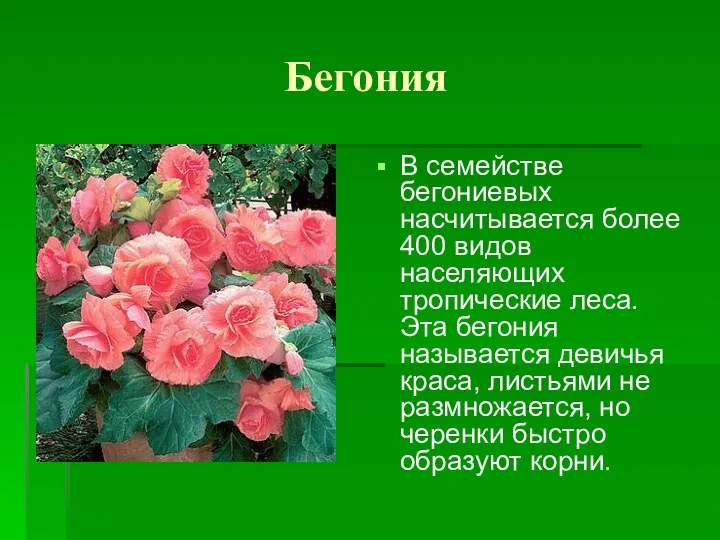 Бегония В семействе бегониевых насчитывается более 400 видов населяющих тропические леса.