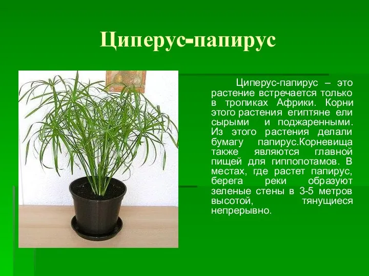 Циперус-папирус Циперус-папирус – это растение встречается только в тропиках Африки. Корни