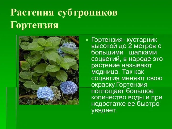 Растения субтропиков Гортензия Гортензия- кустарник высотой до 2 метров с большими