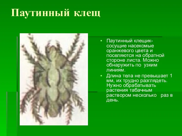 Паутинный клещ Паутинный клещик- сосущие насекомые оранжевого цвета и поселяются на