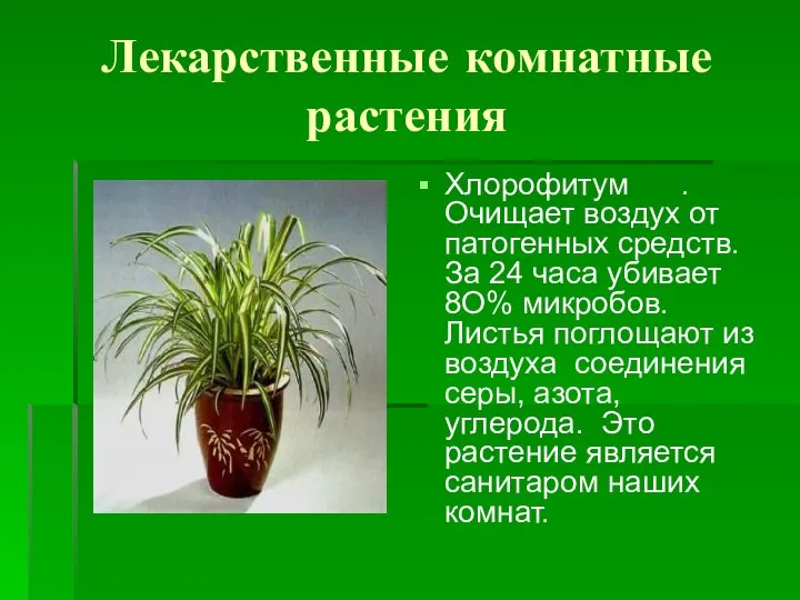 Лекарственные комнатные растения Хлорофитум . Очищает воздух от патогенных средств. За