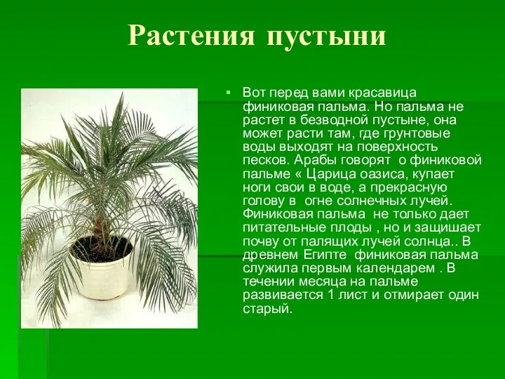 Растения пустыни Вот перед вами красавица финиковая пальма. Но пальма не