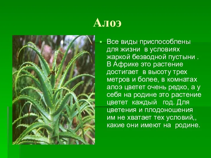 Алоэ Все виды приспособлены для жизни в условиях жаркой безводной пустыни