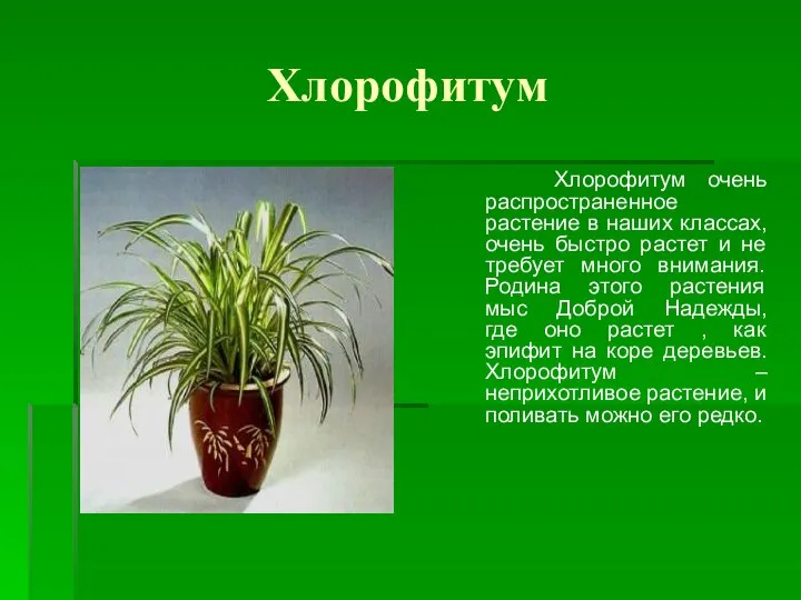 Хлорофитум Хлорофитум очень распространенное растение в наших классах, очень быстро растет