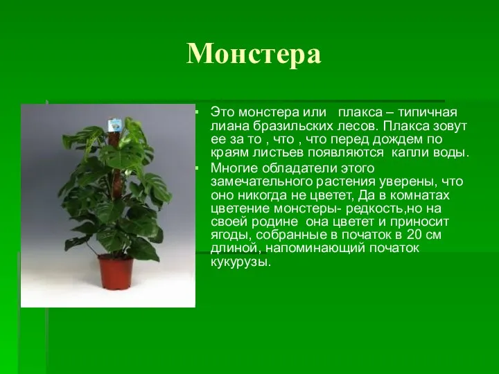 Монстера Это монстера или плакса – типичная лиана бразильских лесов. Плакса