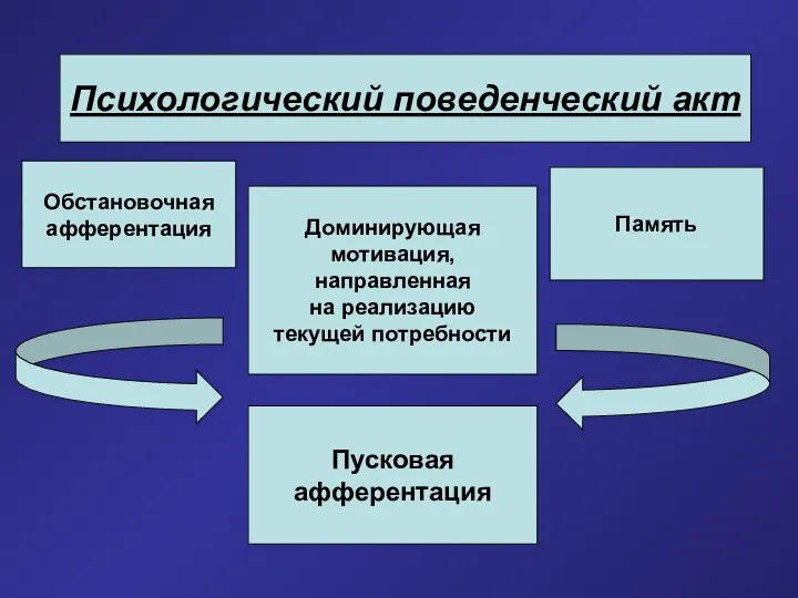 Психологический поведенческий акт Обстановочная афферентация Память Доминирующая мотивация, направленная на реализацию текущей потребности Пусковая афферентация