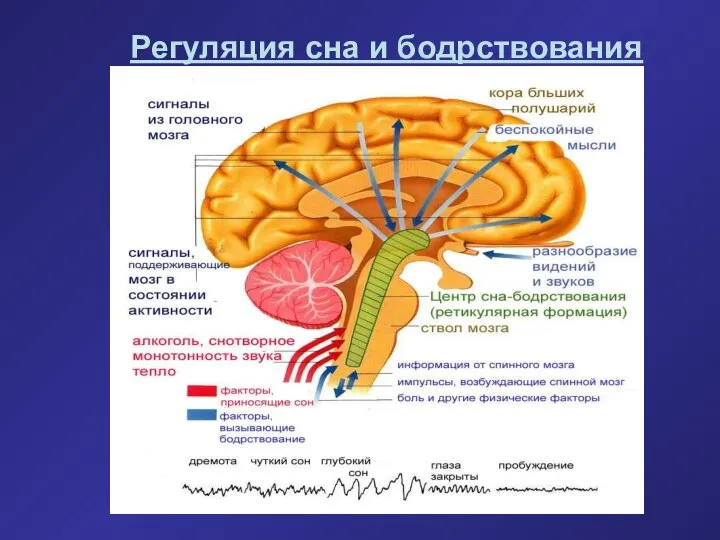 Регуляция сна и бодрствования