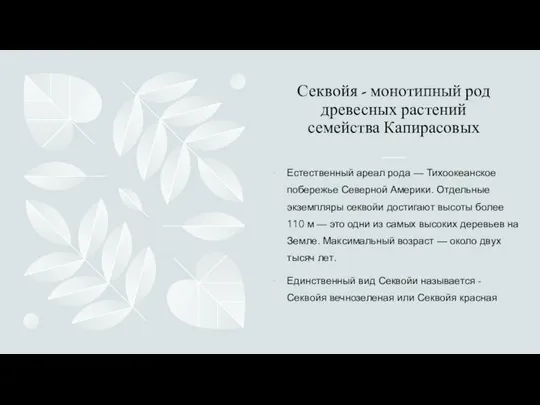 Секвойя - монотипный род древесных растений семейства Капирасовых Естественный ареал рода