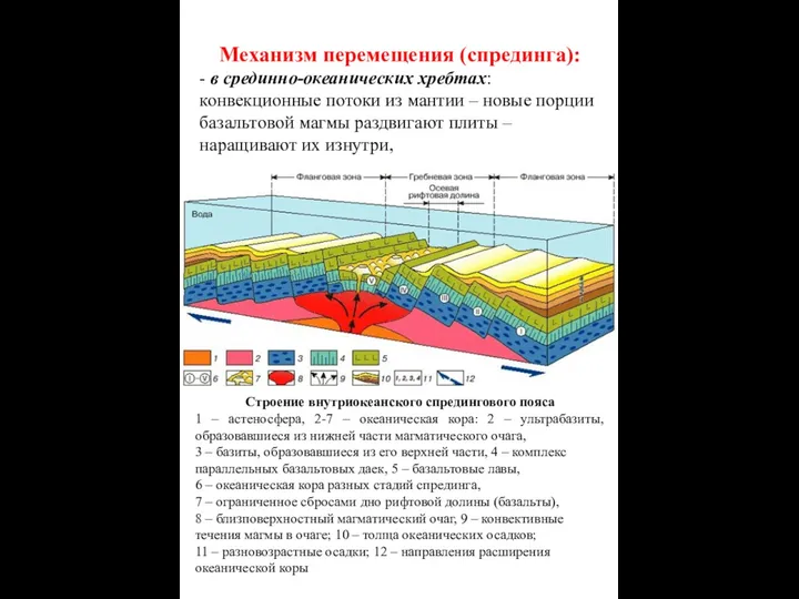 Строение внутриокеанского спредингового пояса 1 – астеносфера, 2-7 – океаническая кора: