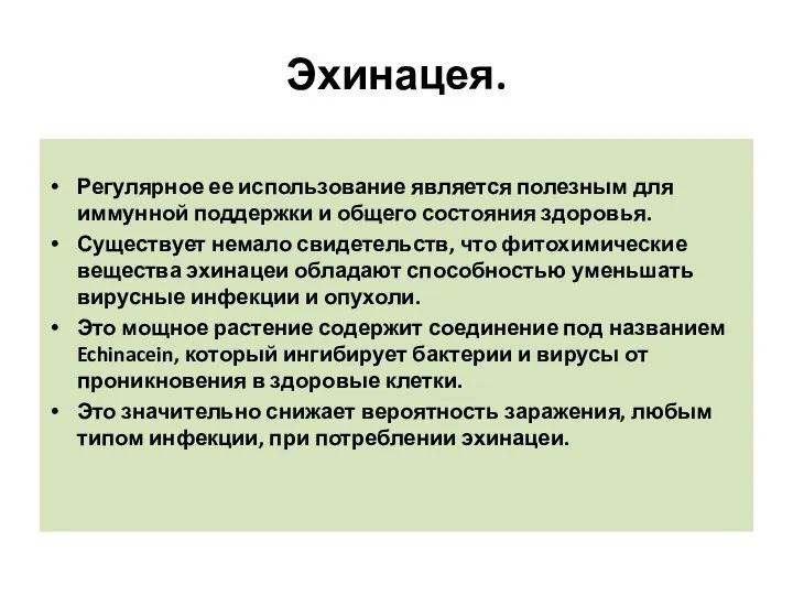 Эхинацея. Регулярное ее использование является полезным для иммунной поддержки и общего