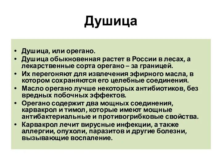 Душица Душица, или орегано. Душица обыкновенная растет в России в лесах,