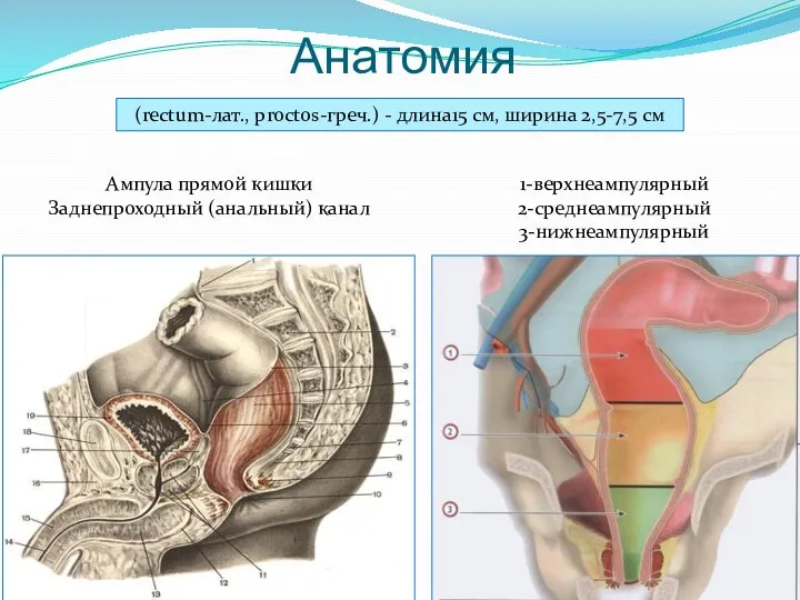 Анатомия (rectum-лат., proctos-греч.) - длина15 см, ширина 2,5-7,5 см Ампула прямой