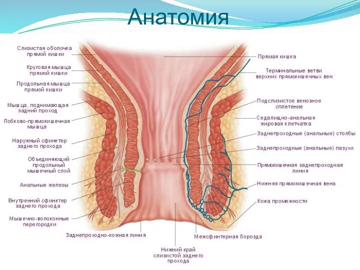 Анатомия