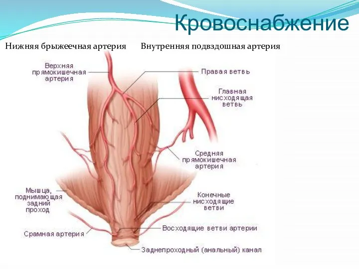 Кровоснабжение Нижняя брыжеечная артерия Внутренняя подвздошная артерия