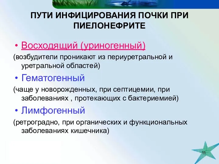 ПУТИ ИНФИЦИРОВАНИЯ ПОЧКИ ПРИ ПИЕЛОНЕФРИТЕ Восходящий (уриногенный) (возбудители проникают из периуретральной