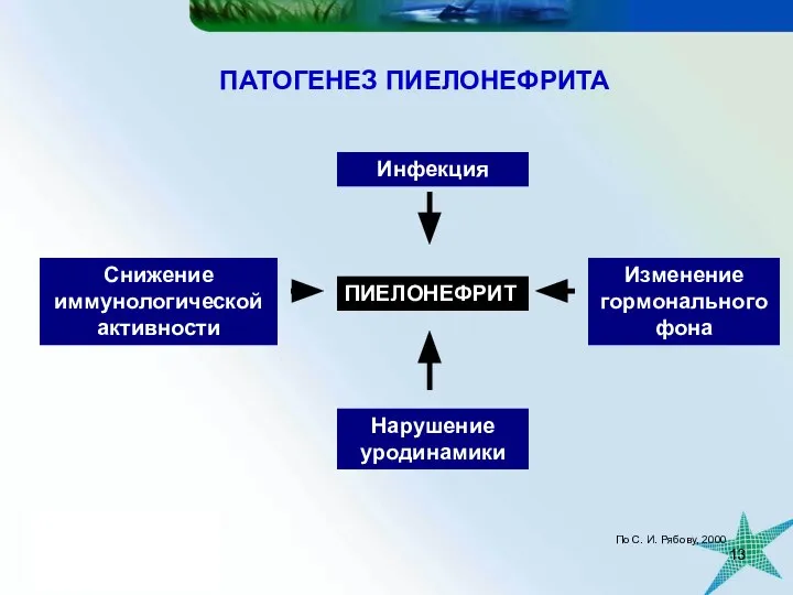 ПАТОГЕНЕЗ ПИЕЛОНЕФРИТА ПИЕЛОНЕФРИТ Нарушение уродинамики Инфекция Изменение гормонального фона Снижение иммунологической