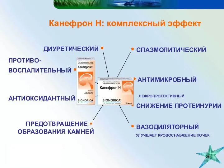 Канефрон Н: комплексный эффект ДИУРЕТИЧЕСКИЙ • • АНТИМИКРОБНЫЙ • СПАЗМОЛИТИЧЕСКИЙ ПРОТИВО-ВОСПАЛИТЕЛЬНЫЙ