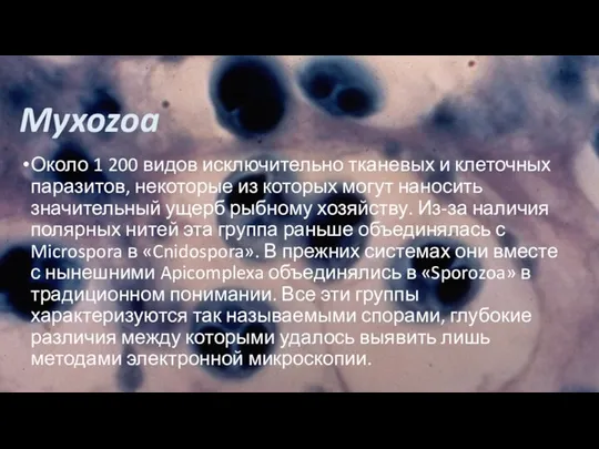 Myxozoa Около 1 200 видов исключительно тканевых и клеточных паразитов, некоторые