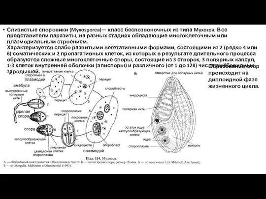 Слизистые споровики (Myxosporea)— класс беспозвоночных из типа Myxozoa. Все представители паразиты,