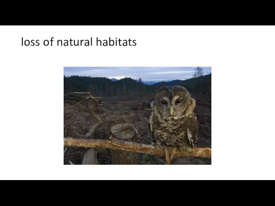 loss of natural habitats