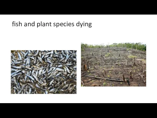 fish and plant species dying