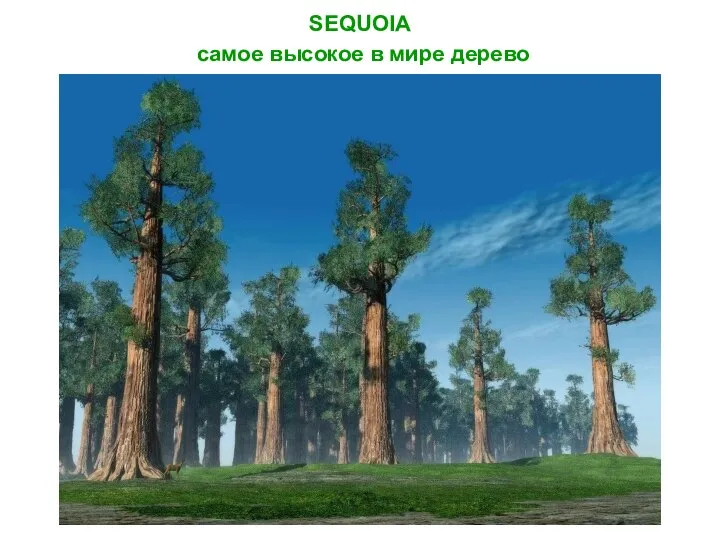 SEQUOIA самое высокое в мире дерево