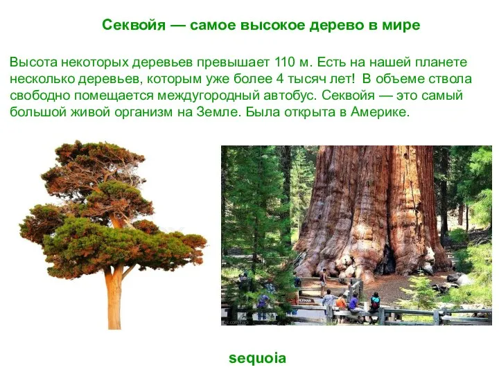 Секвойя — самое высокое дерево в мире sequoia Высота некоторых деревьев