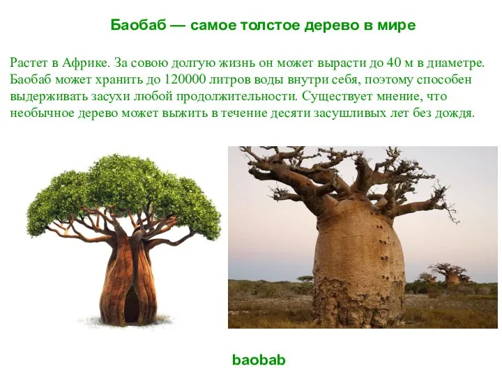 Баобаб — самое толстое дерево в мире baobab Растет в Африке.