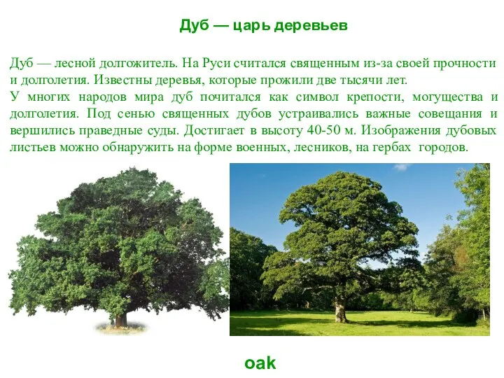 Дуб — царь деревьев oak Дуб — лесной долгожитель. На Руси