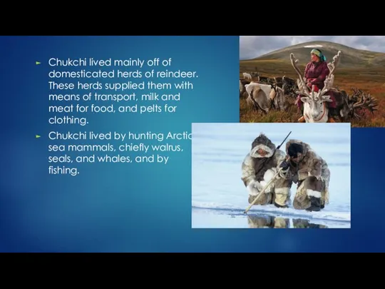 Chukchi lived mainly off of domesticated herds of reindeer. These herds