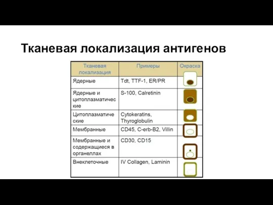 Тканевая локализация антигенов