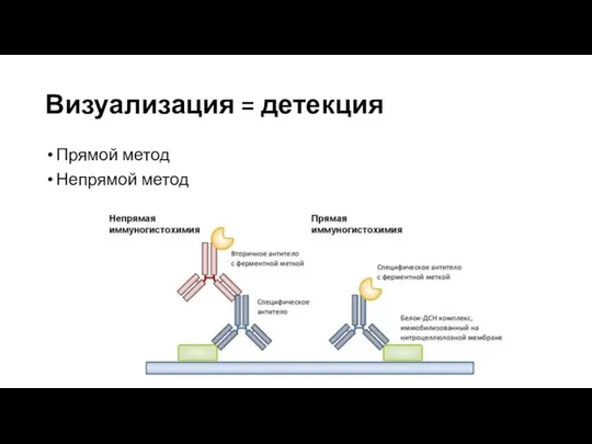 Визуализация = детекция Прямой метод Непрямой метод