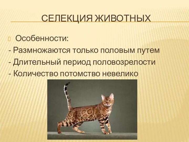 СЕЛЕКЦИЯ ЖИВОТНЫХ Особенности: - Размножаются только половым путем - Длительный период половозрелости - Количество потомство невелико