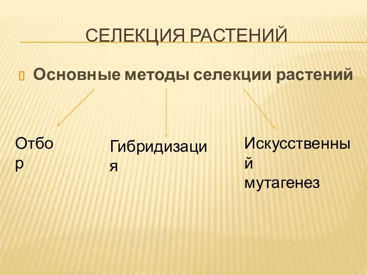 СЕЛЕКЦИЯ РАСТЕНИЙ Основные методы селекции растений Отбор Гибридизация Искусственный мутагенез