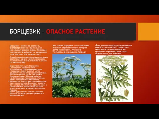 БОРЩЕВИК – ОПАСНОЕ РАСТЕНИЕ Борщевик – зонтичное растение, распространенное в нашей